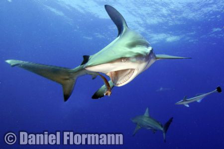 lunch time by Daniel Flormann 