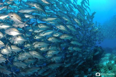 There is no fish around Balicasag by Nadya Kulagina 