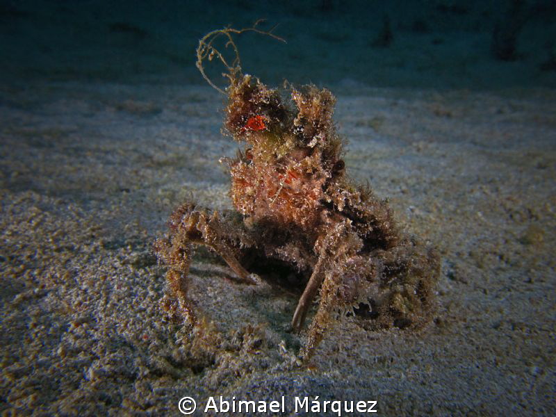 A Different Crab by Abimael Márquez 