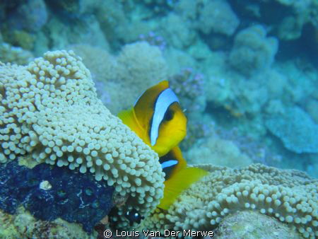 Two-banded anemonefish by Louis Van Der Merwe 