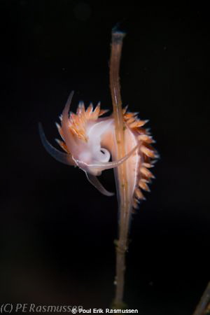 "Done feeding"
1/250 sek, f8, Canon 40D
Gulen Dive Resort. by Poul Erik Rasmussen 