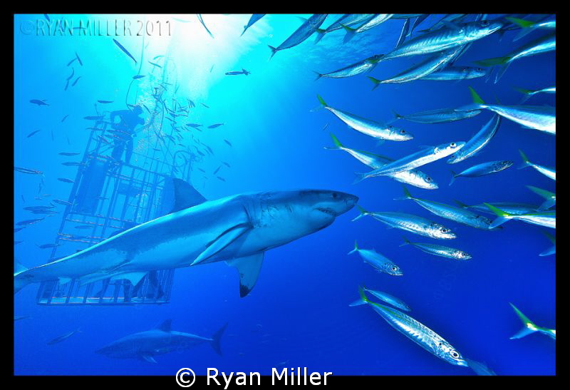 White Shark Isle De Guadalupe Sept 2011 by Ryan Miller 