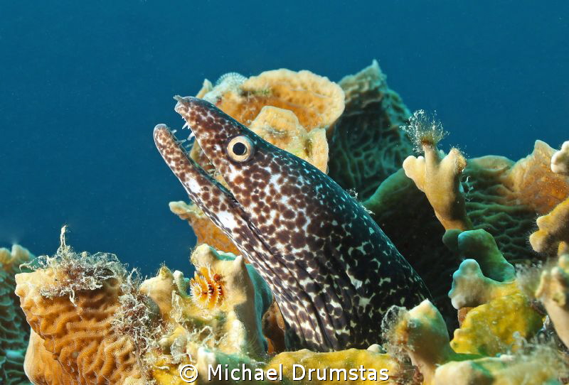 Moray posing by Michael Drumstas 