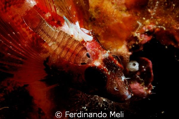 Talitrus saltator on Tripterygion tripteronotus by Ferdinando Meli 