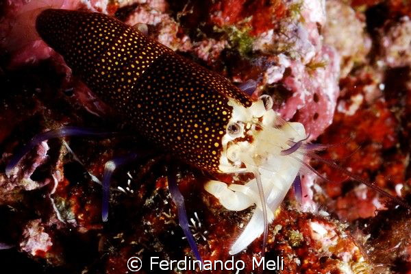 Shrimp (Gnathophyllum elegans) by Ferdinando Meli 