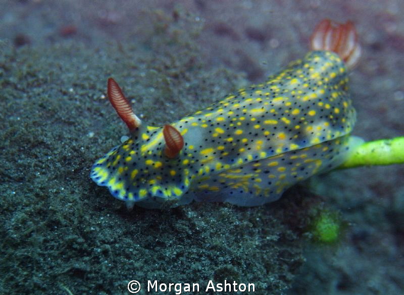 Found in Batanta, Raja Ampat. by Morgan Ashton 