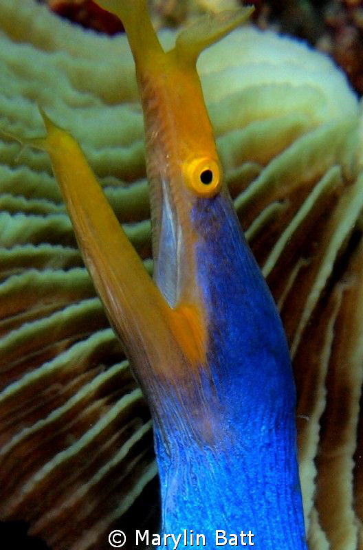 Blue Ribbon EEl by Marylin Batt 