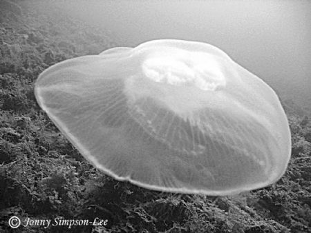 Jelly. Horsea Island, Portsmouth, U.K. Shot with Canon Po... by Jonny Simpson-lee 
