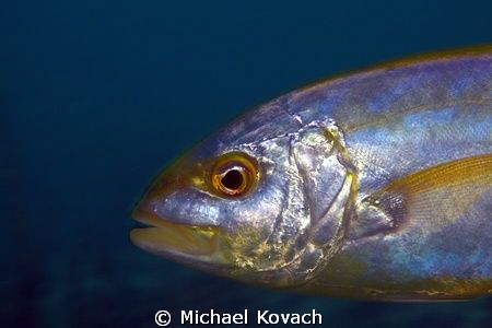 Yellow Jack cruising by on the Ledge of Turtles off the b... by Michael Kovach 