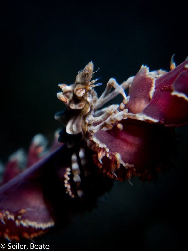 Xenon crab by Beate Seiler 