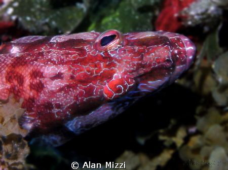 Painted Comber (Serranus cabrilla) by Alan Mizzi 