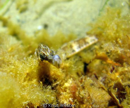 fish is not angry by Knut Wester 