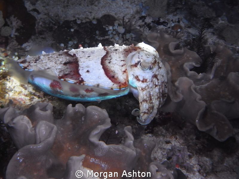 Cuttlefish flashing green during a night dive in Raja Amp... by Morgan Ashton 
