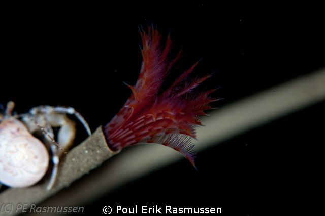 Hydroides norvegia.
Sigma 105 mm, 1/250 sek, f/9 by Poul Erik Rasmussen 