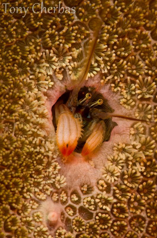 In Bloom by Tony Cherbas 