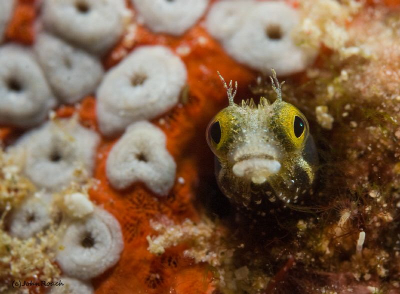 Secretary blenny @ "Something Special" Bonaire   60mm by John Roach 