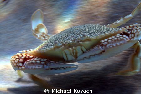 Crab just past the sand bar on the way to the Ledge of Tu... by Michael Kovach 