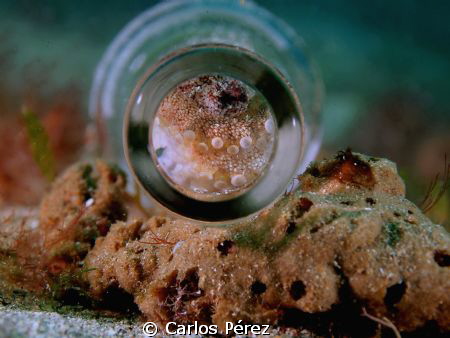 Corona Beer,Feels like be in Home!! Baby octo At a Bottle by Carlos Pérez 