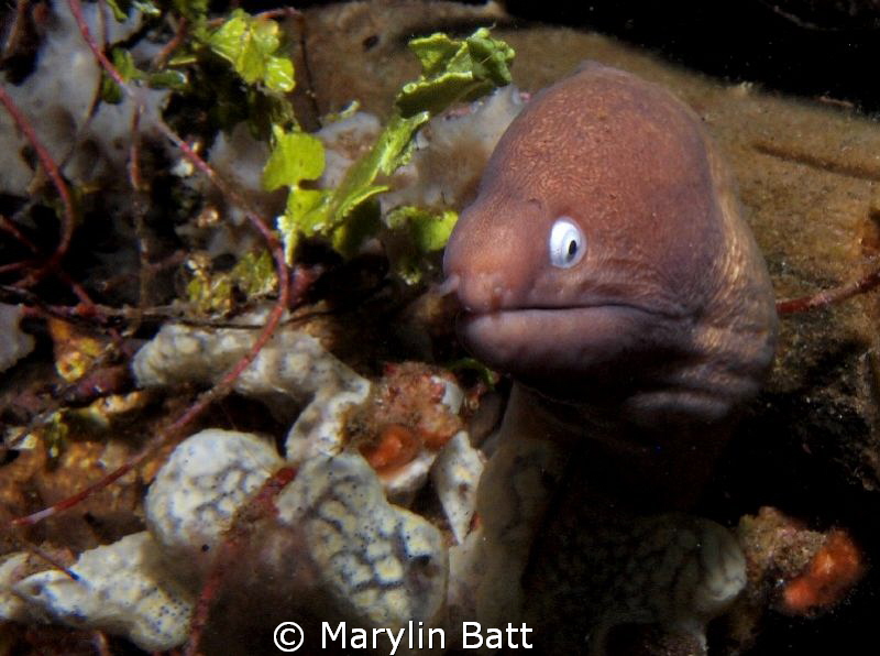 White eyed Moray by Marylin Batt 