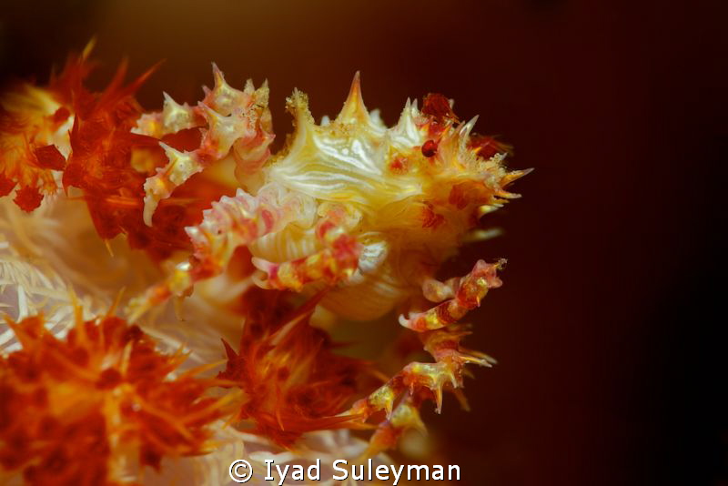 Soft coral crab
 by Iyad Suleyman 