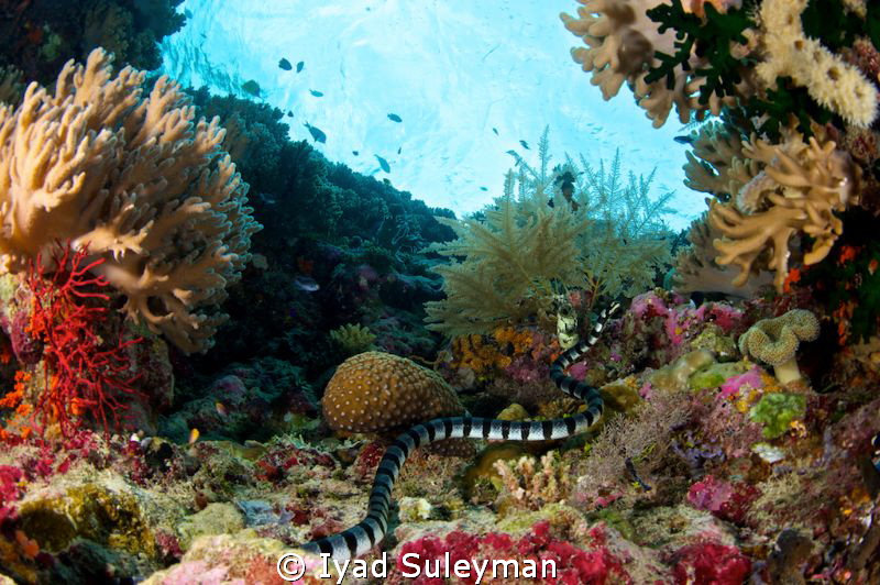Sea snake by Iyad Suleyman 