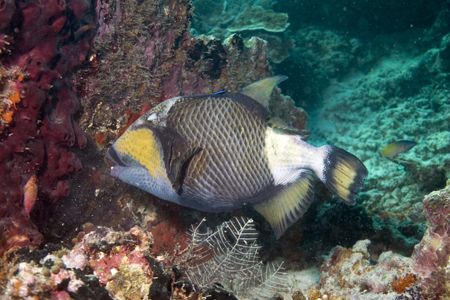 Balistoides viridescens - White tip avenue - Palau Sipada... by Luca Bertoglio 