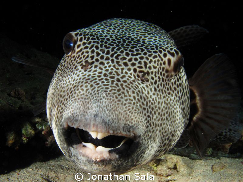 Puffer Fish by Jonathan Sala 