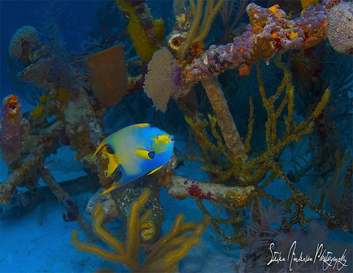 This image was taken during a dive on the Vulcan Bomber, ... by Steven Anderson 