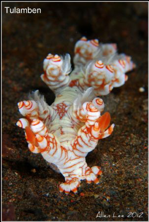 Grace Nudi.Nikon D80,105mmVR. by Allen Lee 