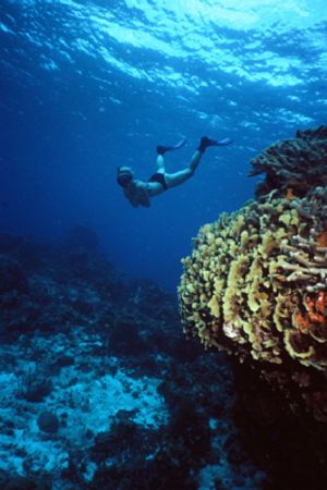 Snorkeler in Cozumel.

Having fun between the lettuce c... by Erich Reboucas 
