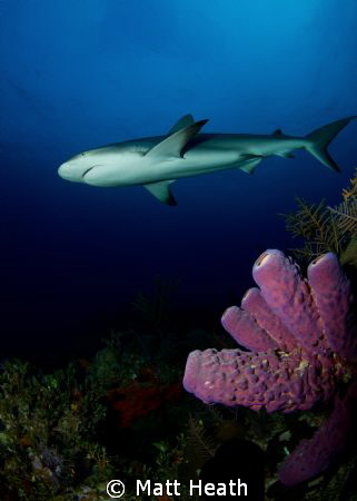 Reef Shark Swimming Over the Reef by Matt Heath 