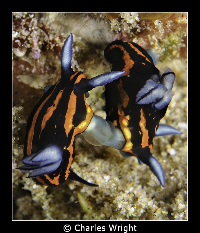 Tambja gracilis by Charles Wright 