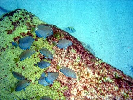 Taken while snorkling at Atlantis Beach Nassau. Used Sony... by Marshall Karp 