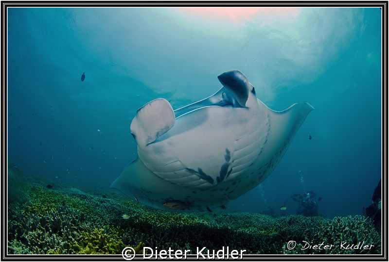 Manta Ray by Dieter Kudler 