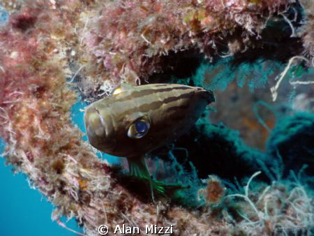 Mottled Grouper by Alan Mizzi 