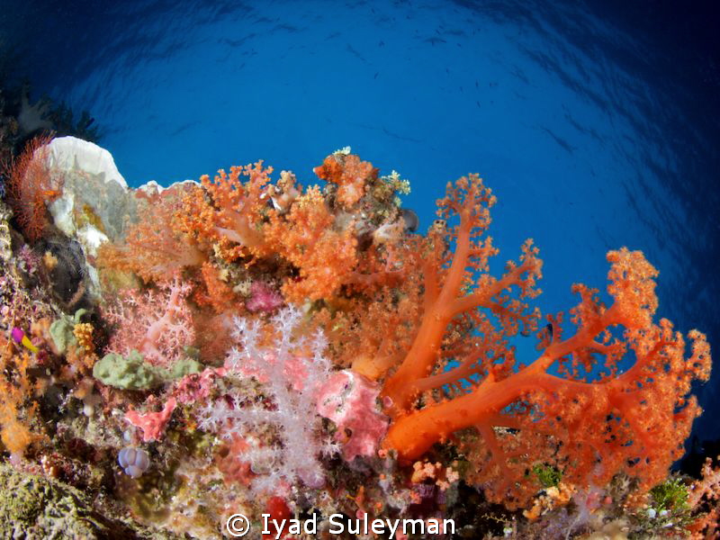 Bright soft corals
Canon 60D, Tokina 10-17mm, ISO 100, F... by Iyad Suleyman 