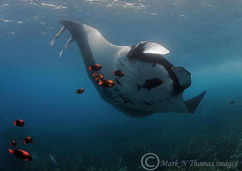 Manta and clarion angelfish.
Cabo Pearce, Socorro Island... by Mark Thomas 