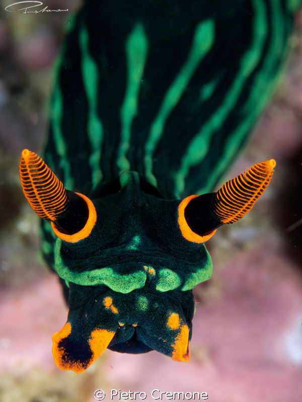 Nembrotha's head by Pietro Cremone 