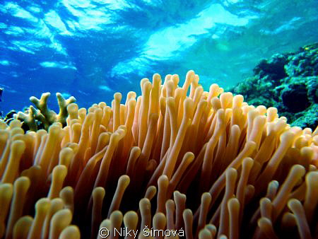 Underwater world by Niky Šímová 