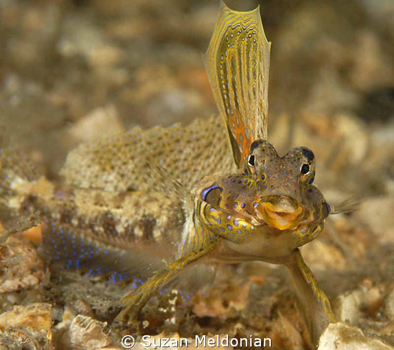 Happy Dragonet, out flirting with the girls... by Suzan Meldonian 