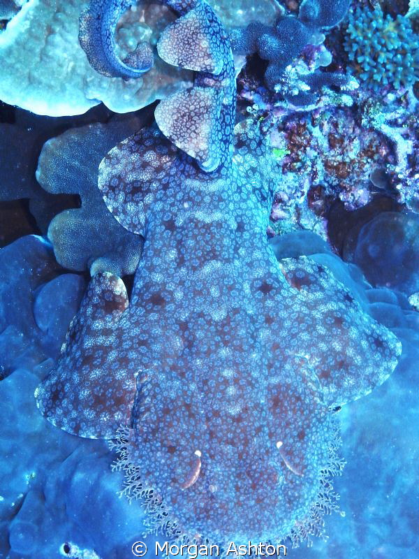 Bird's-eye view of Wobbegong Shark. Raja Ampat. Sea and S... by Morgan Ashton 