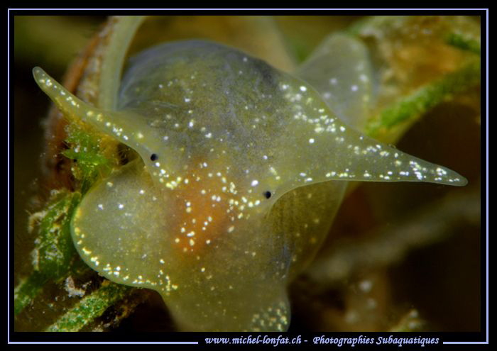 Face to face with a Big-eared radix.... :O)... by Michel Lonfat 