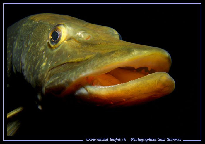 Pike Fish..... by Michel Lonfat 