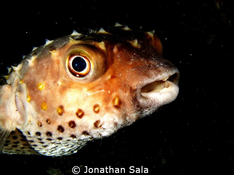Porcupine Fish by Jonathan Sala 