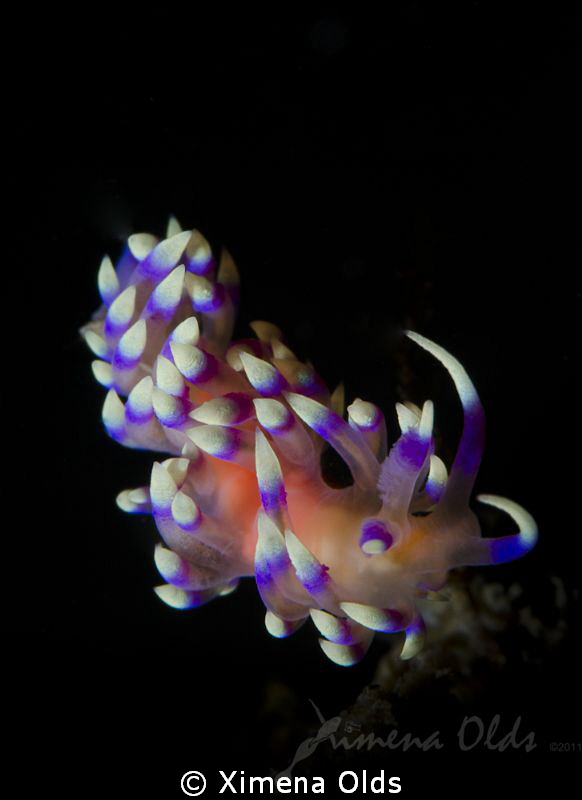 Flabellina marcussorum with pink eggs and feeding. by Ximena Olds 