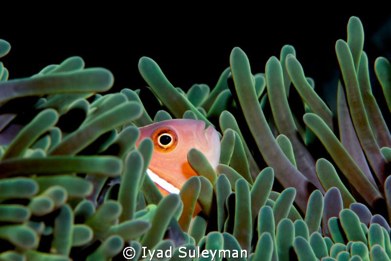 Pink Anemonefish by Iyad Suleyman 
