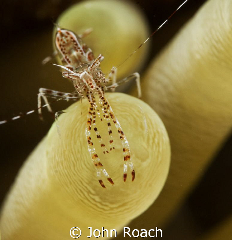 Sun Anemone Shrimp in 16 feet of water by John Roach 
