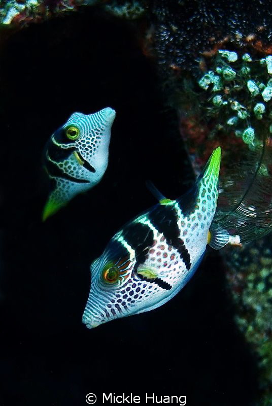 Black-Saddled Toby
Tulamben Bali by Mickle Huang 