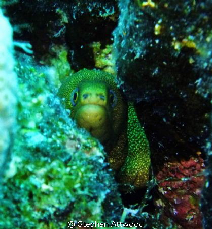 Peek a Boo!!!! by Stephan Attwood 