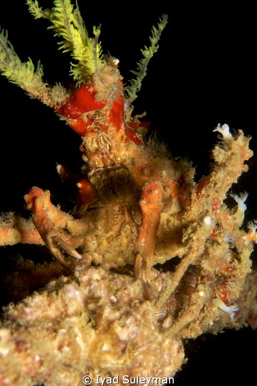 Decorator crab
I could notice it only because this crab ... by Iyad Suleyman 